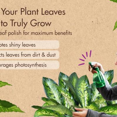 Neem Oil for Plants | Organic Pest Repellent & Leaf Shine | Natural Insecticide, Fungicide, Mite Control Spray