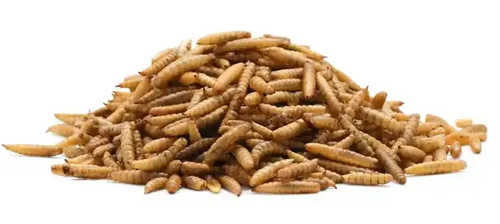 Buy Premium Dried & Puffed Black Soldier Fly Larvae (BSF) – High-Protein Fish & Reptile Feed | Natural Growth Booster | GrowBasket